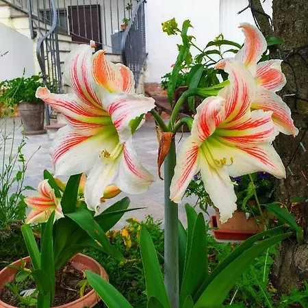 Cascina Belvedere 펜션 콰르녠토